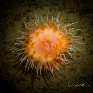 Orange anenome by Chris Mckenna 